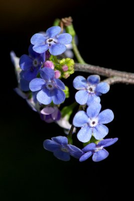 Myosotis sylvatica