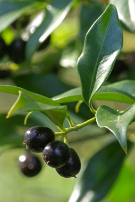 Sarcococca hookeriana var humilis