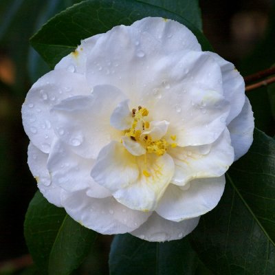 Camellia japonica