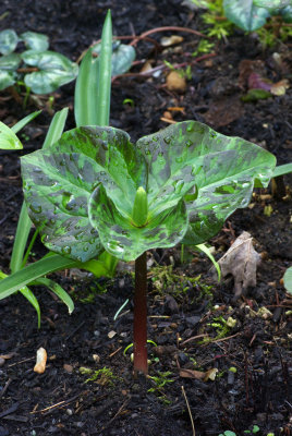 Trillium albidum