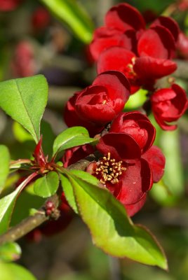 Chaenomeles japonica