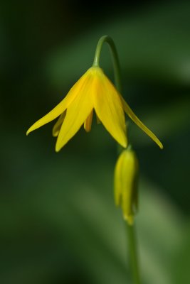 Erythronium tuolumnense Applegate