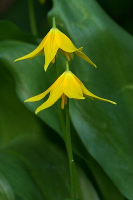 Erythronium tuolumnense Applegate