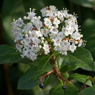 Viburnum tinus