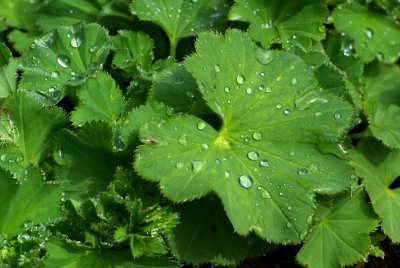 Alchemilla mollis