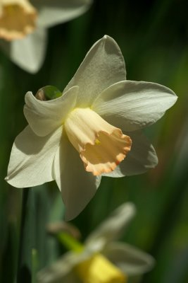 Narcissus 'Filly'