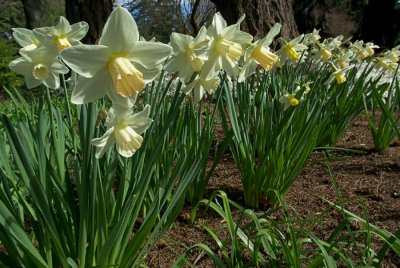 Narcissus 'Filly'