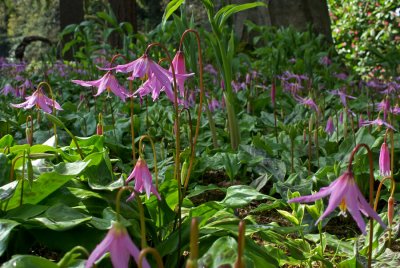 Erythronium revolutum