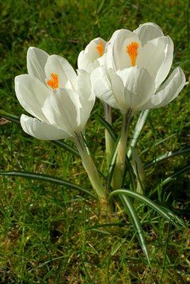 Crocus vernus