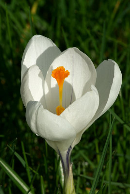 Crocus vernus