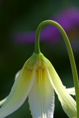 Erythronium oregonum