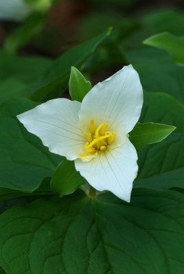 Trillium grandiflorum