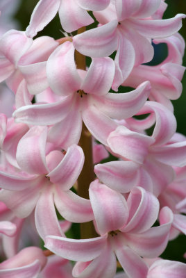 Hyacinth - pink
