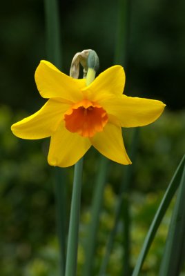 Narcissus Pappy George