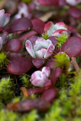 Sedum spathulifolium