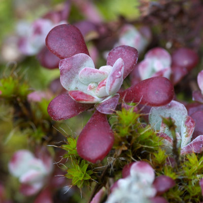 Sedum spathulifolium