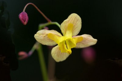 Epimedium 'Black Sea'