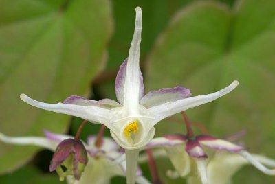 Epimedium grandiflorum