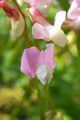 Lathyrus vernus