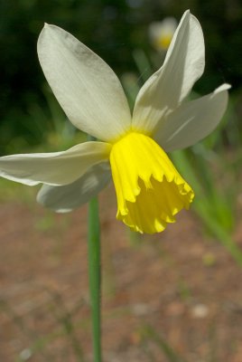 Narcissus 'Jack Snipe'