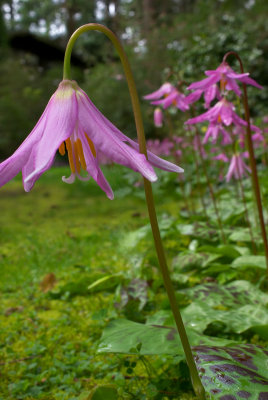 Erythronium revolutum