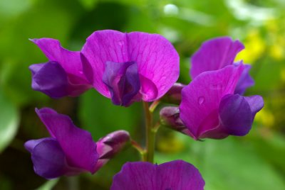 Lathyrus vernus