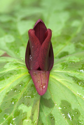 Trillium chloropetalum