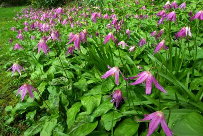 Erythronium revolutum