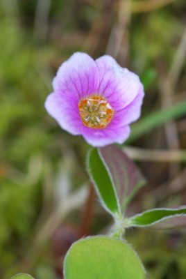 Oxalis oregana