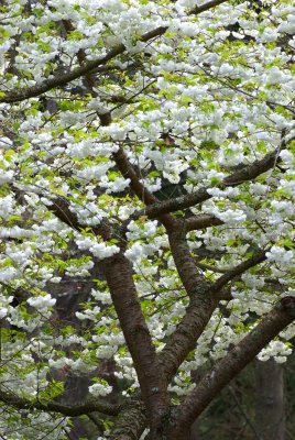 Prunus serrulata 'Mt. Fuji'