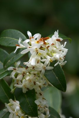 Osmanthus x. burkwoodii