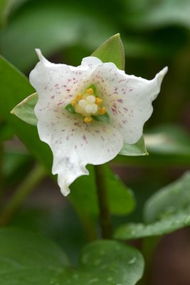 Trillium rivale