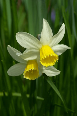 Narcissus   'Jack Snipe'