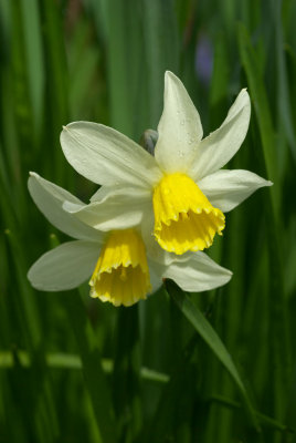 Narcissus   Jack Snipe