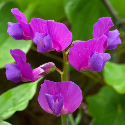 Lathyrus vernus