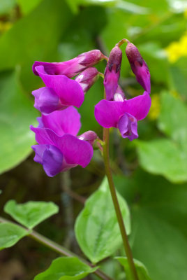 Lathyrus vernus