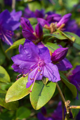Rhododendron 'Ilam Violet'
