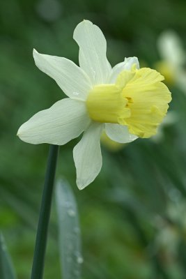 Narcissus  	'Surfside'