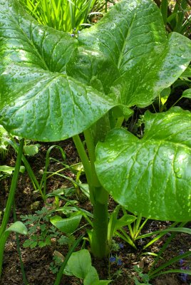 Cardiocrinum giganteum