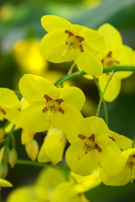 Epimedium perralderianum