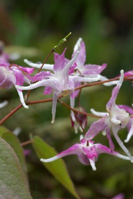 Epimedium grandiflorum 'Tama-no-Gempei'