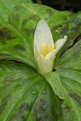 Trillium albidum