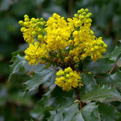 Mahonia bealei