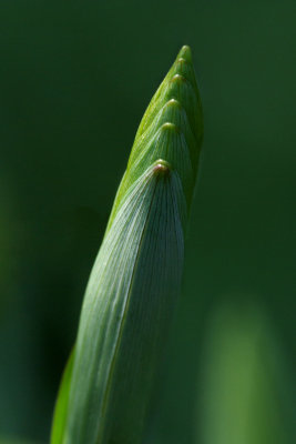 Polygonatum x. hybridum