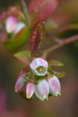 Vaccinium