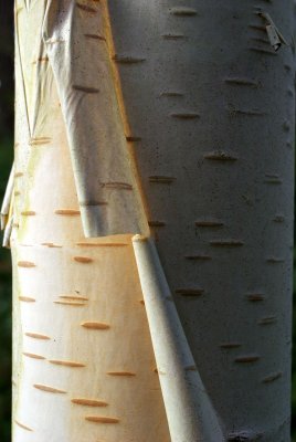 Betula jacquemontii