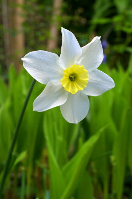 Narcissus 'Segovia'