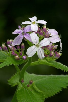 Lunaria rediviva