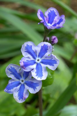 Omphalodes