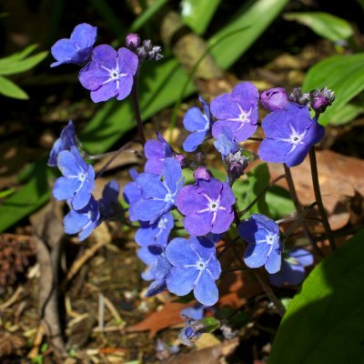 Omphalodes cappadocica 'Cherry Ingram'